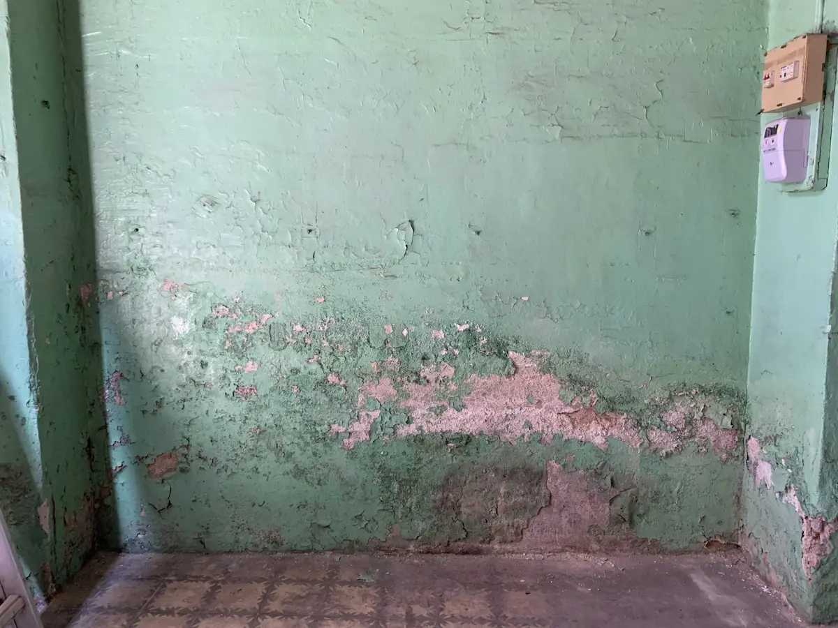 pared con humeda verde