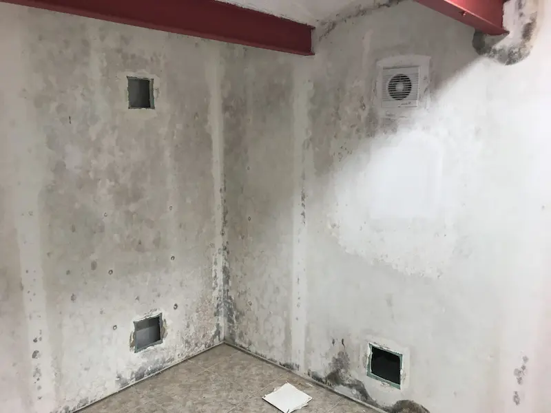 hongos por condensación